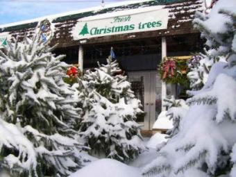 Christmas-tree-lot-snow