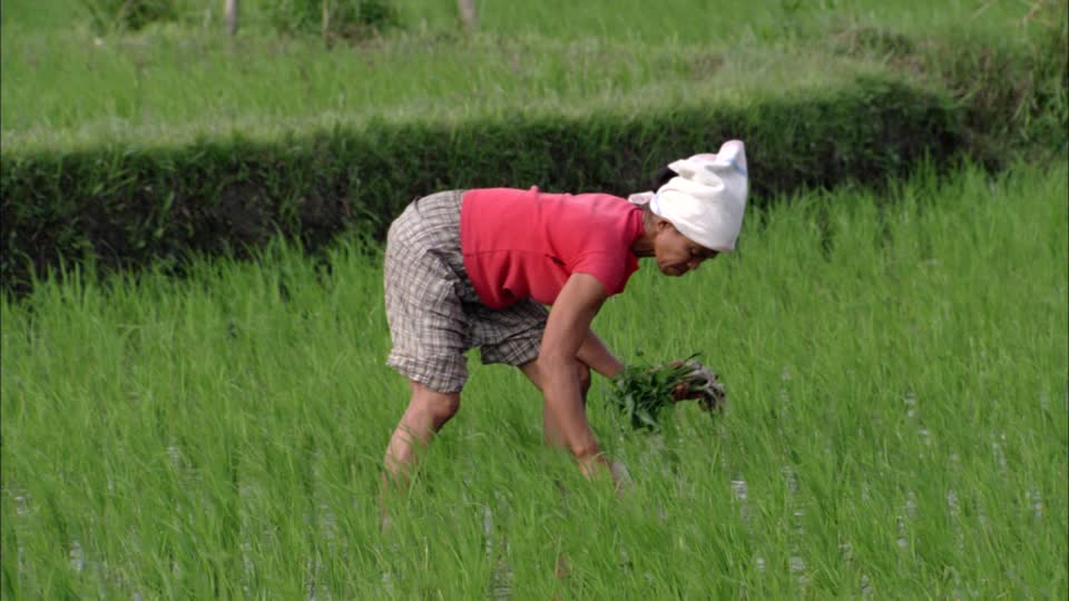 778815322-weeding-bending-paddy-field-cultivation-of-rice